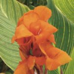 Canna: Tipps für Blüte den ganzen Sommer
