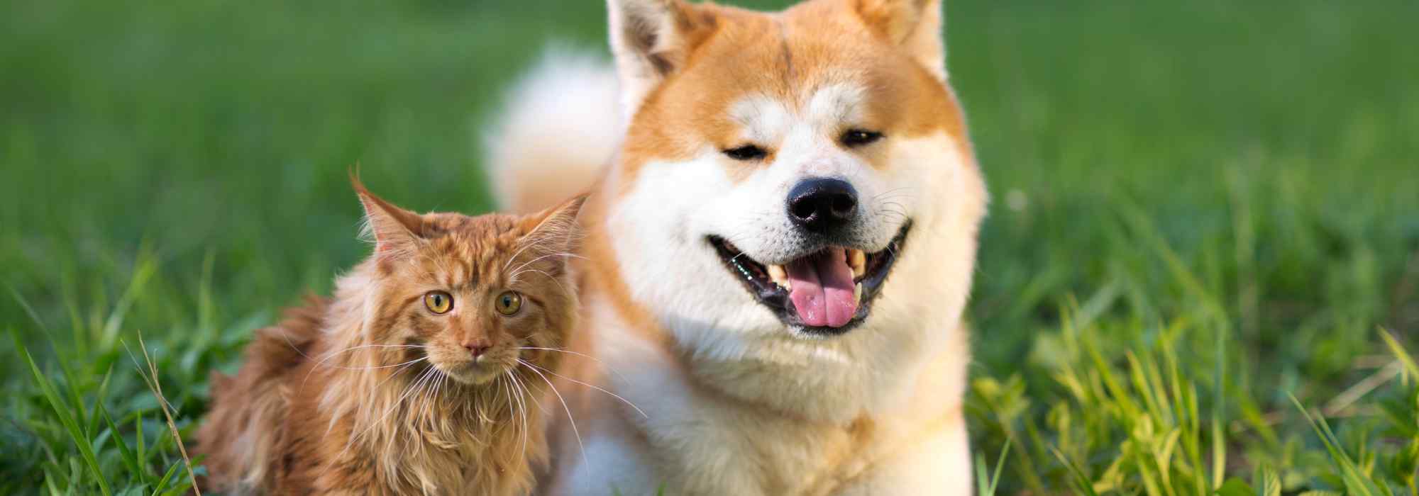Hund & Katze: Garten tiergerecht gestalten?