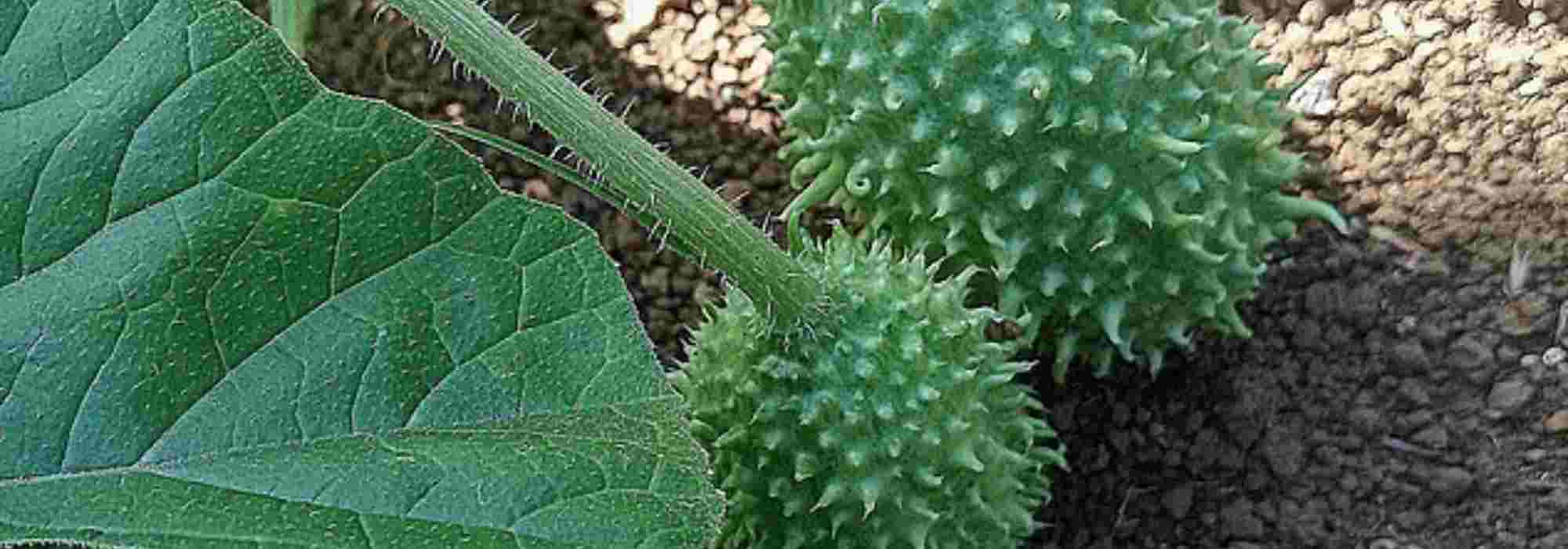Anguria-Gurke anbauen: besonderes Fruchtgemüse