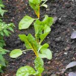 Gemüsegarten anlegen: Kosten für ein gelungenes Projekt