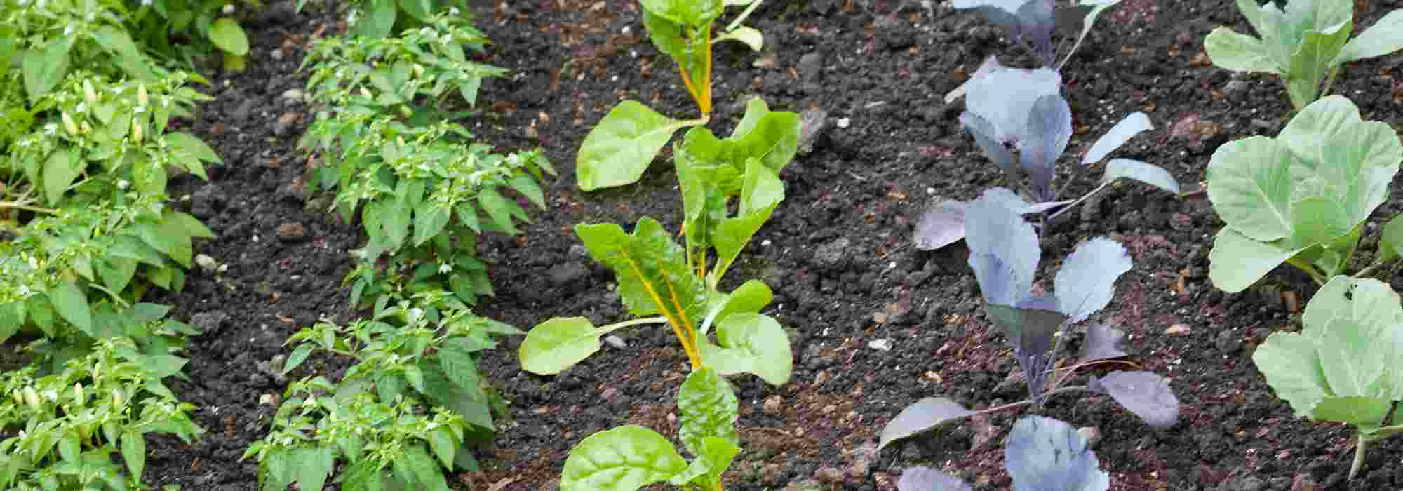 Gemüsegarten anlegen: Kosten für ein gelungenes Projekt