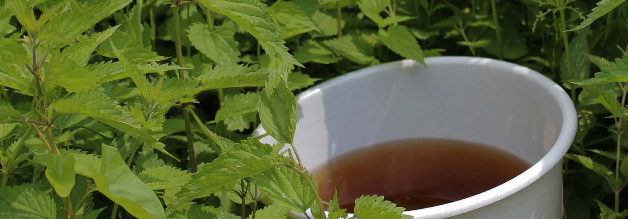 Dekokt und Pflanzenjauche im Garten: Unterschiede?