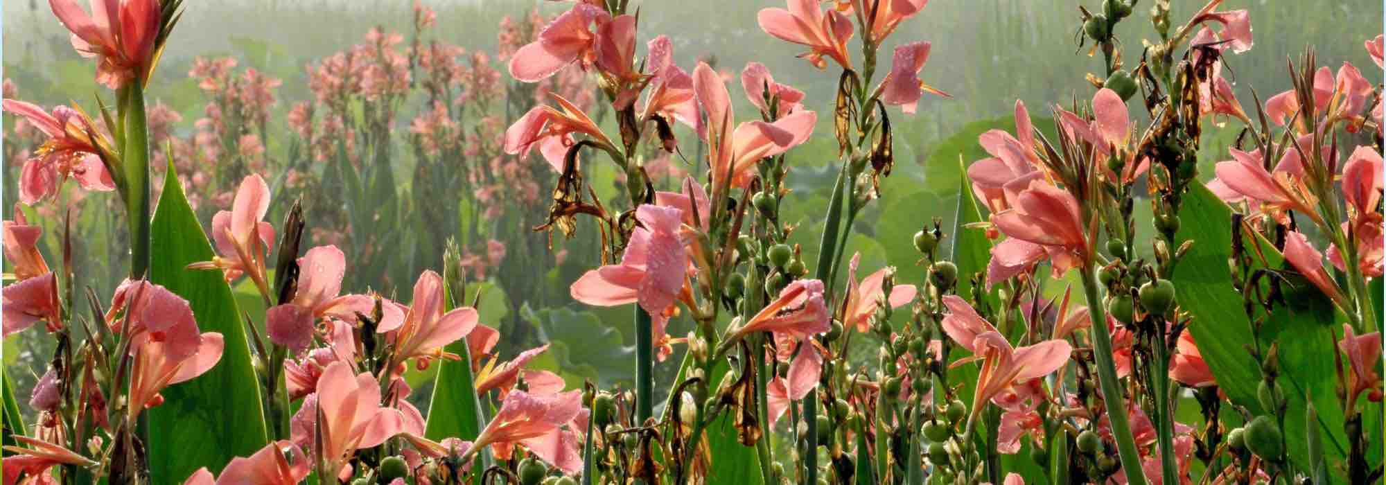 Gladiolen: Blüten den ganzen Sommer