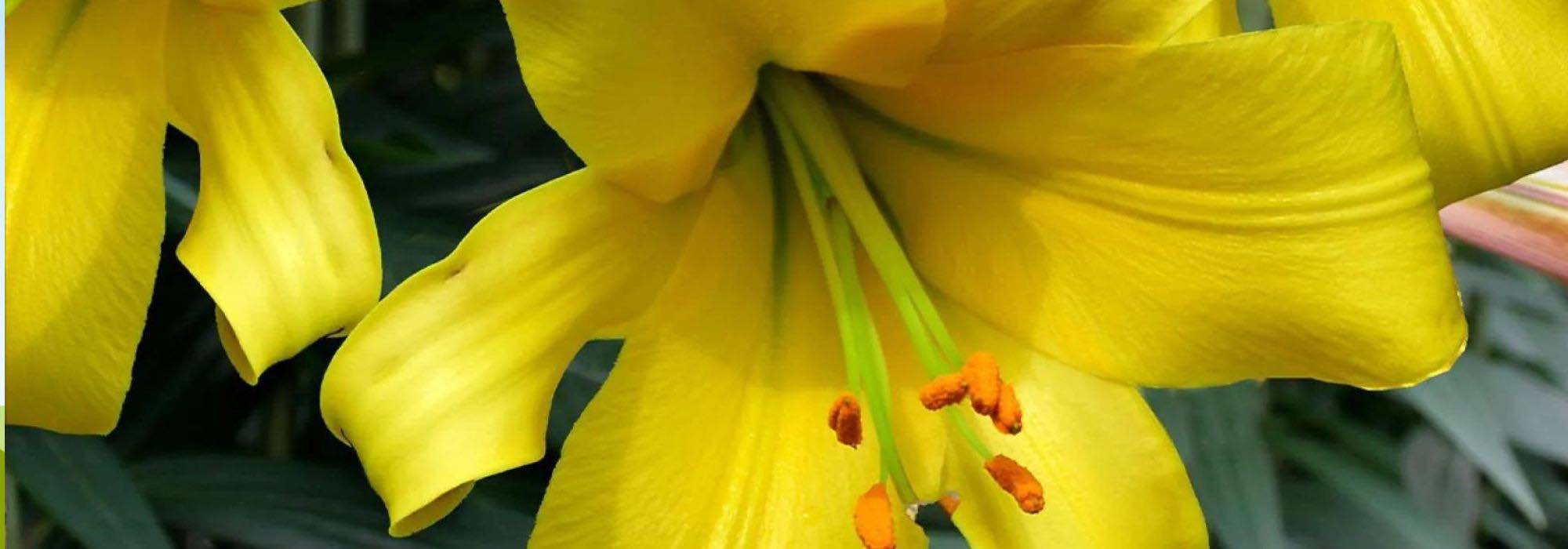 Die schönsten gelben Lilien für einen leuchtenden Garten!