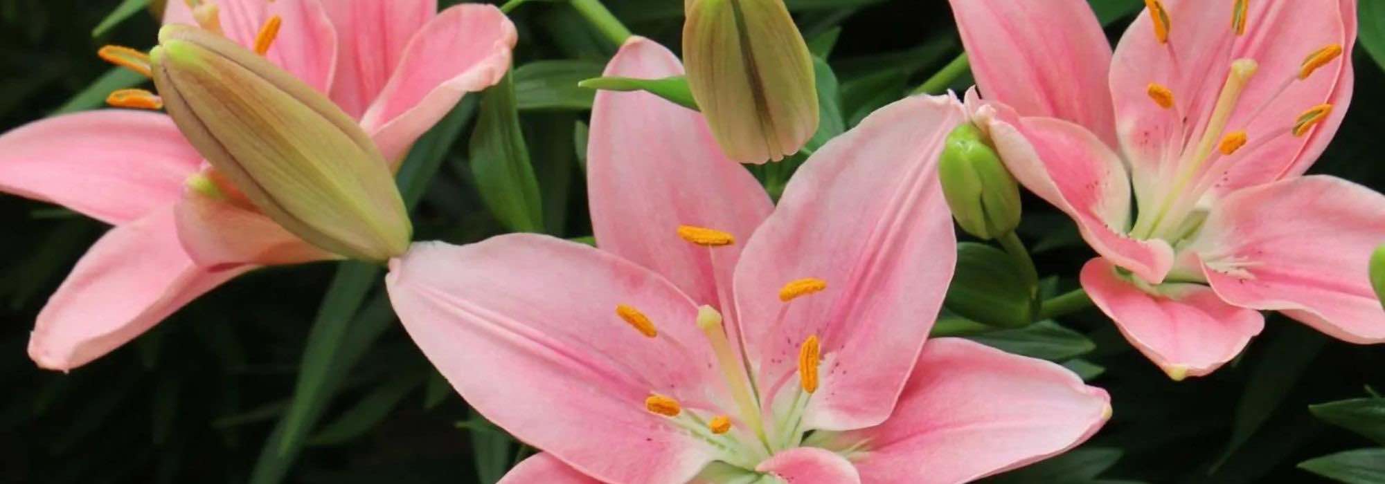 5 Lilien mit rosa Blüten für einen romantischen Garten