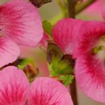 Krankheiten und Schädlinge der Anisodontea