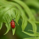 Lilien vor Krankheiten und Parasiten schützen?