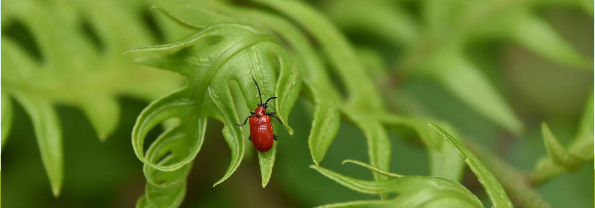 Lilien vor Krankheiten und Parasiten schützen?