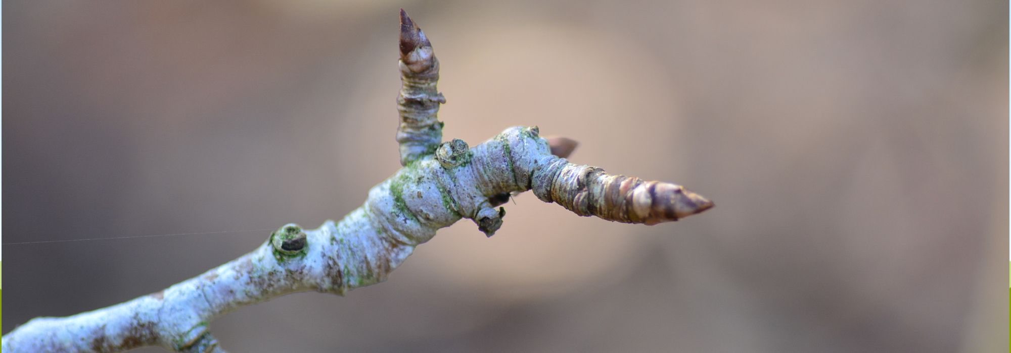 Knospen und Triebe am Obstbaum erkennen: Erfolgreicher Rückschnitt