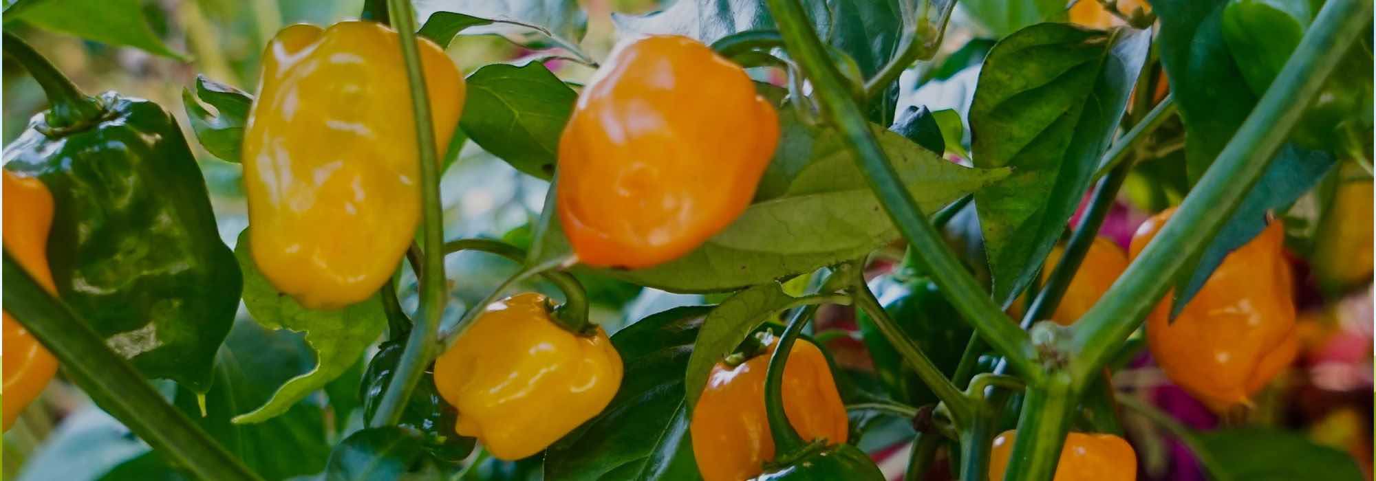 5 Serrano-Chilis für würzige Gerichte!