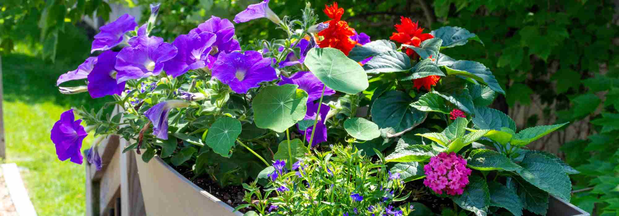 Einjährige Pflanzen: Blüten von Frühling bis Herbst