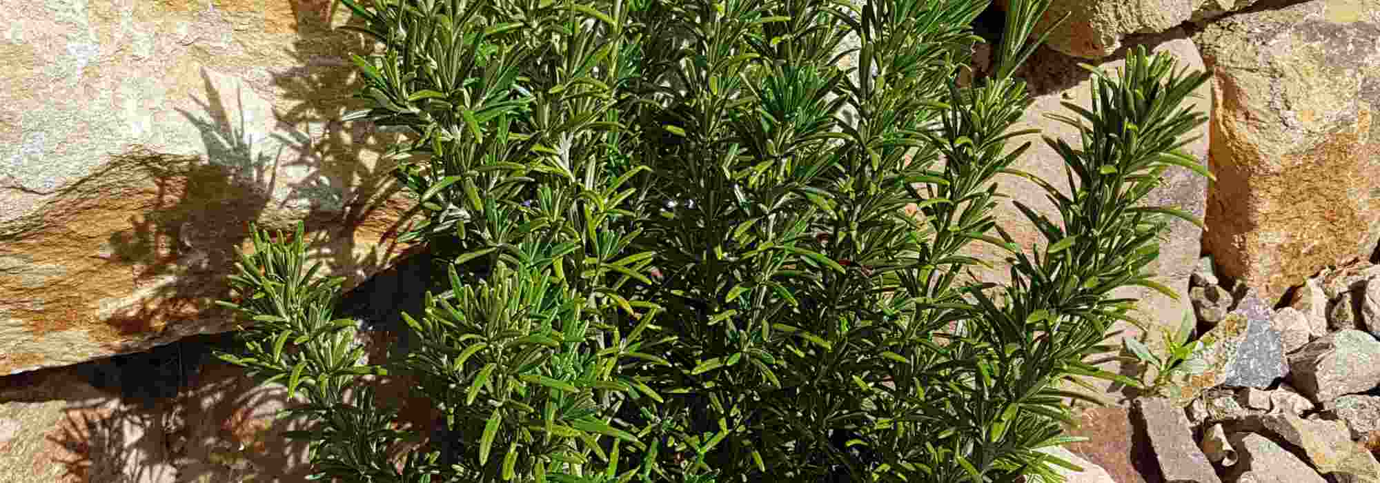 Die wichtigsten Garrigue-Pflanzen