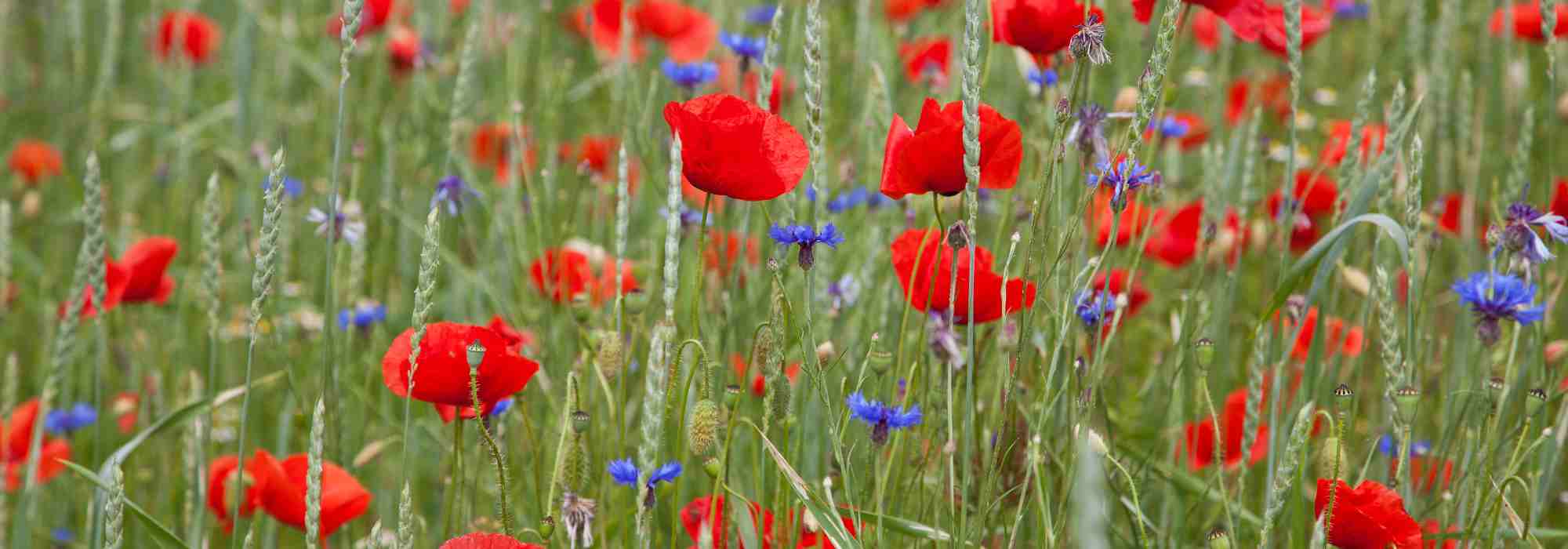 Ackerwildkräuter: Blumen der Felder
