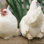 Parasiten bei Hühnern: erkennen, behandeln, vorbeugen