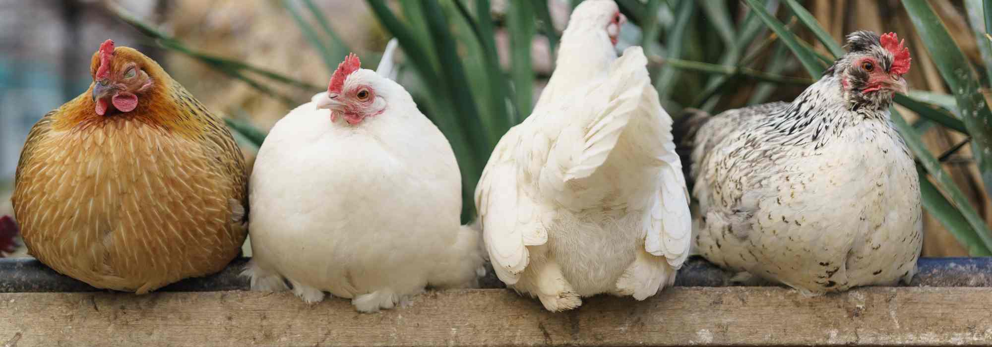 Parasiten bei Hühnern: erkennen, behandeln, vorbeugen