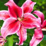 Warum blühen meine Lilien nicht?