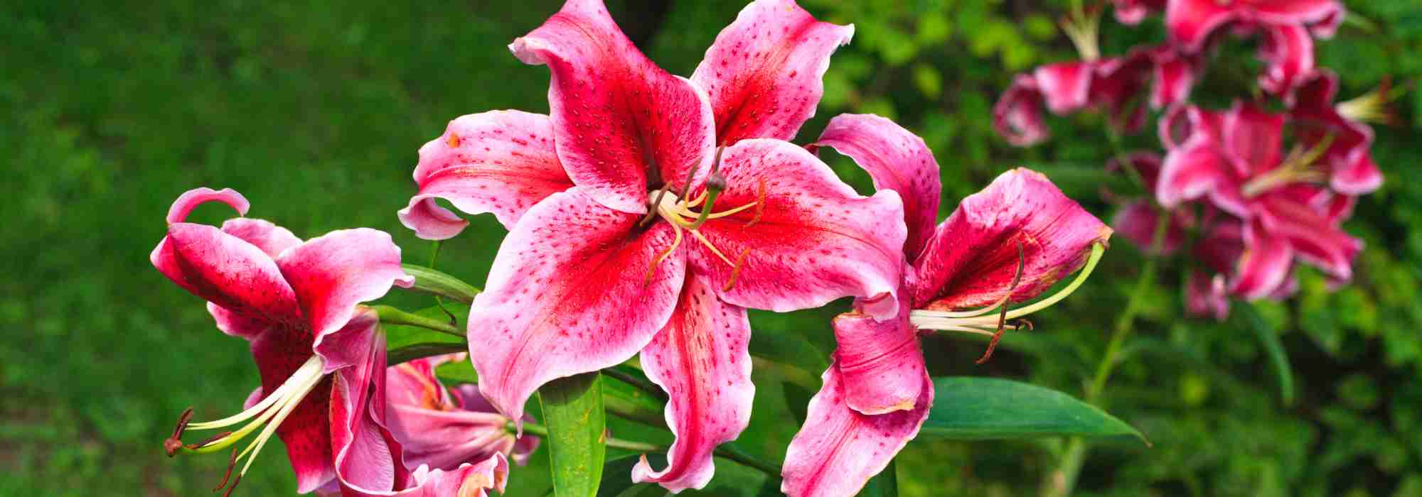 Warum blühen meine Lilien nicht?