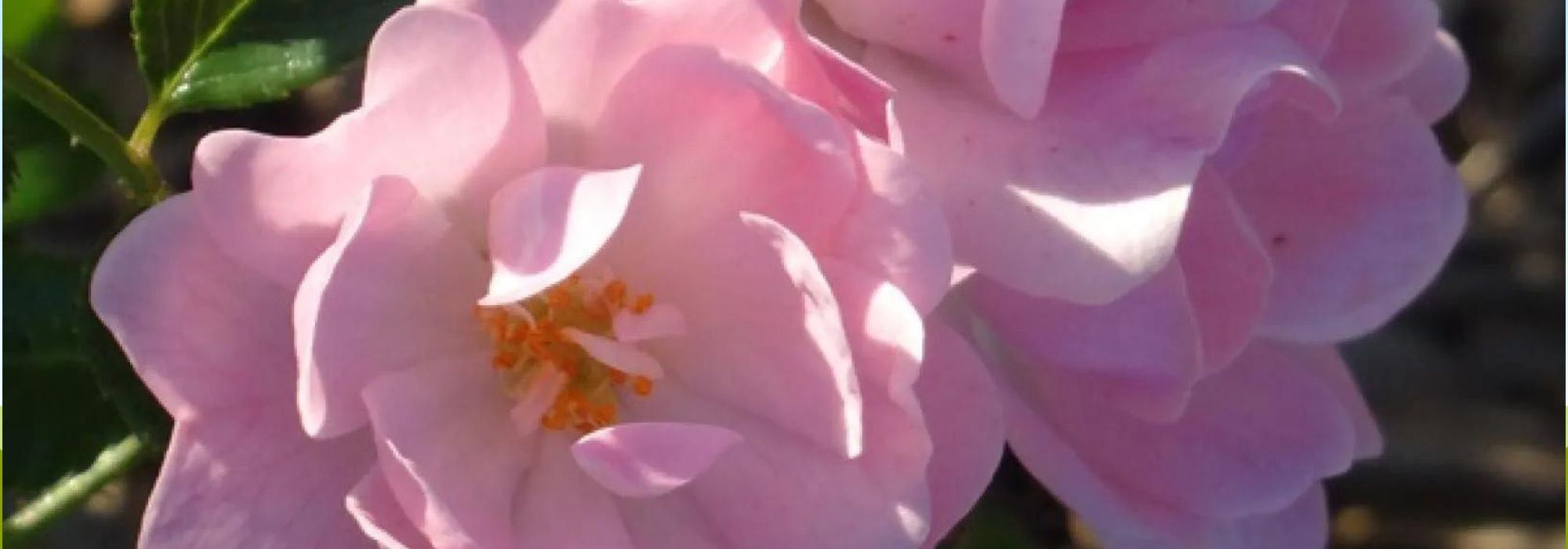 Rosen: 6 unverwüstliche Sorten