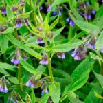 Beinwell in Garten und Gemüsebeet: Warum und wie?
