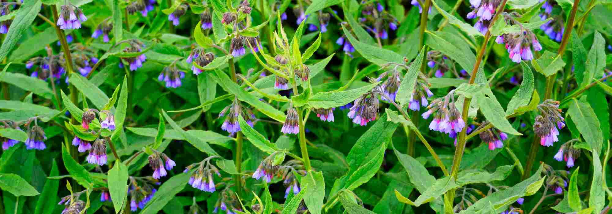 Beinwell in Garten und Gemüsebeet: Warum und wie?