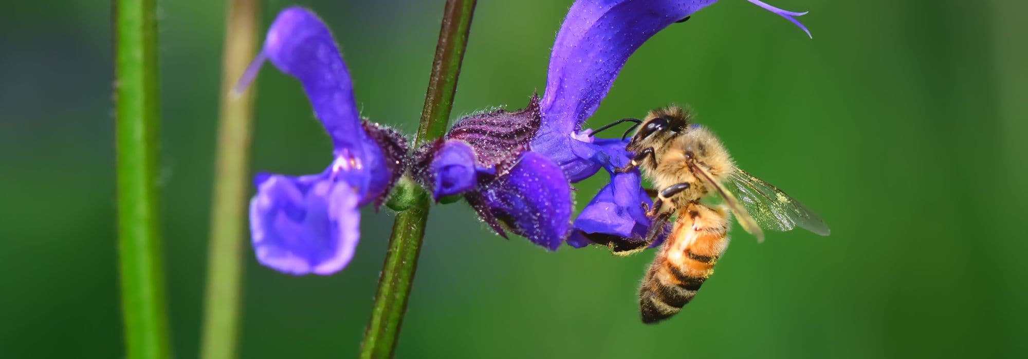Bienenfreundliche Stauden: trockenheitsfest gärtnern