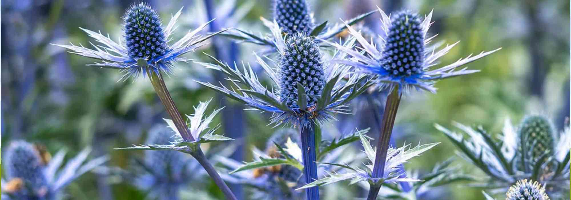 Xerophyten: trockenheitsangepasste Pflanzen