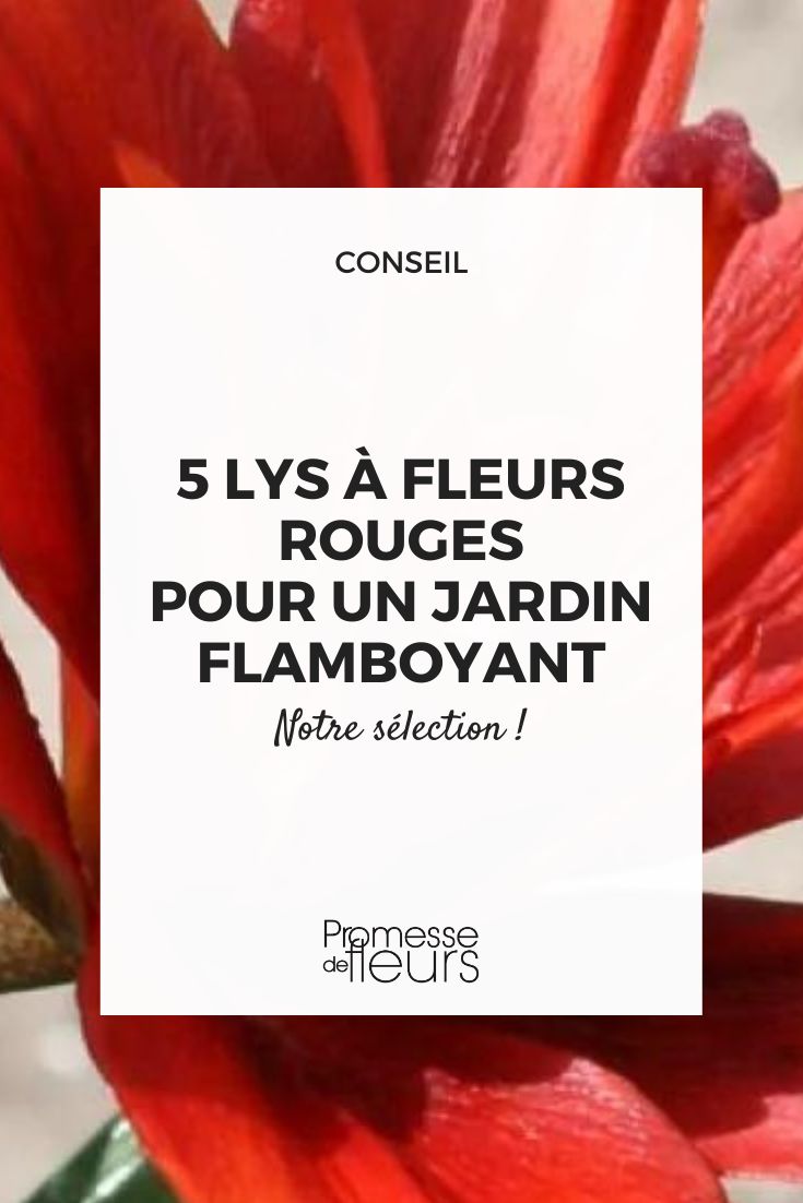 Lilium Red Twin