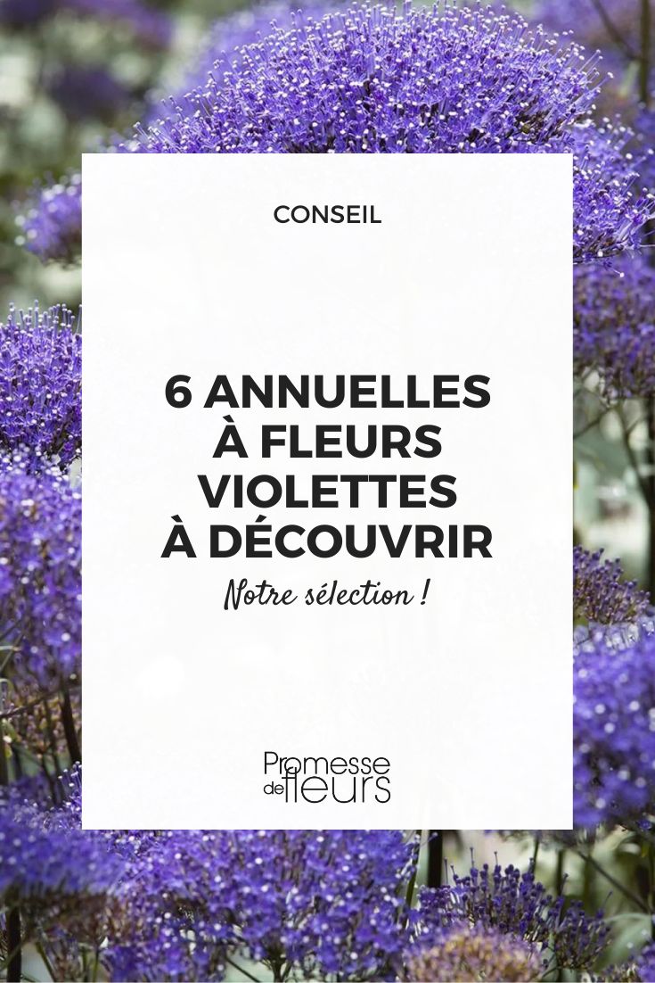 Trachelium caeruleum (Blaue Halsblume)