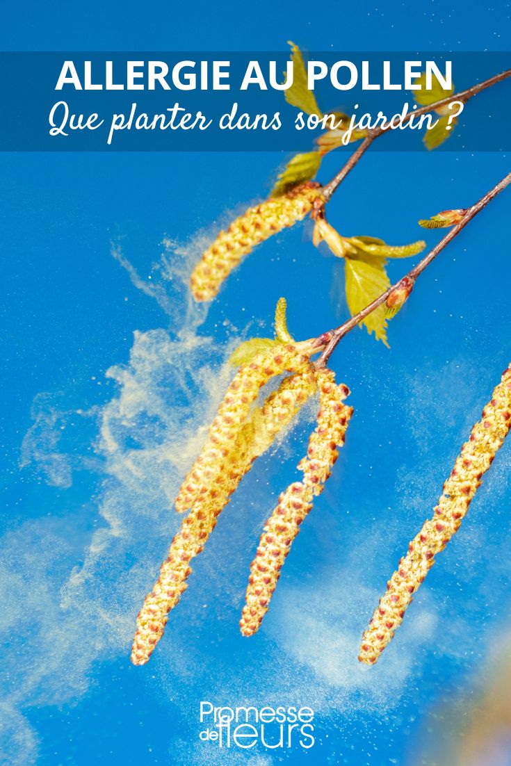 Pollenallergien