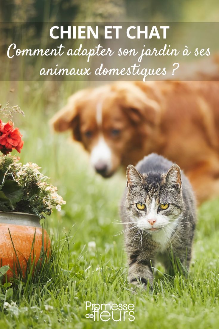 Ein tierfreundlicher Garten für Katzen und Hunde
