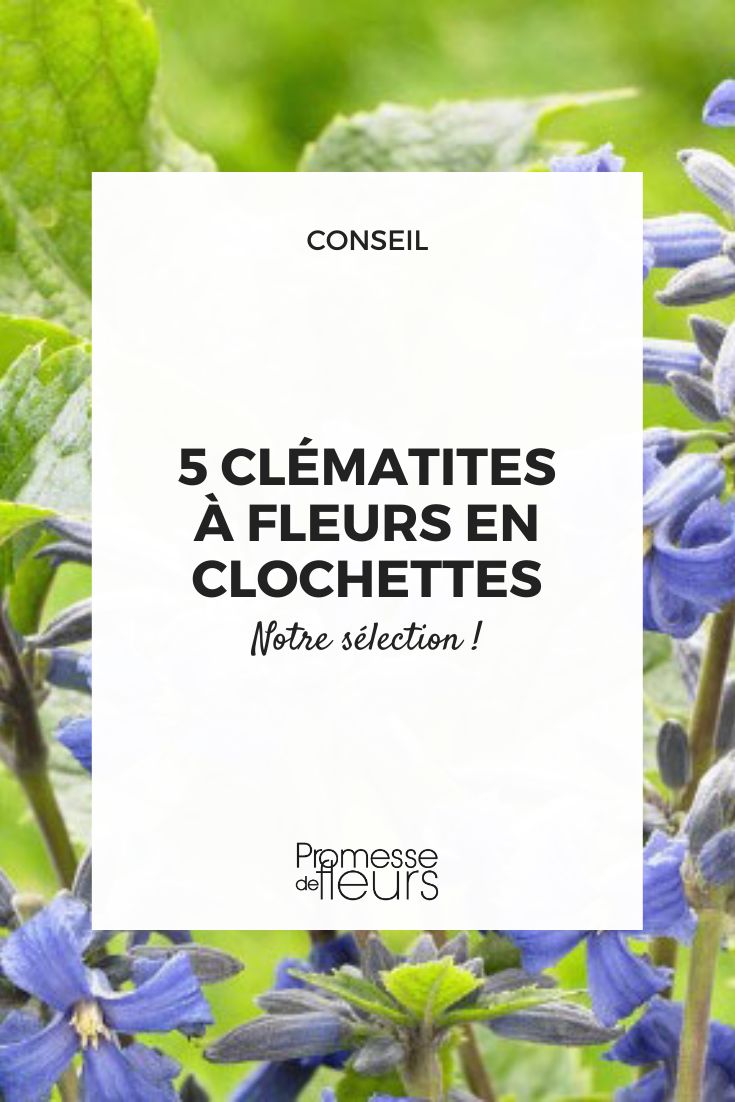 Clematis New Love