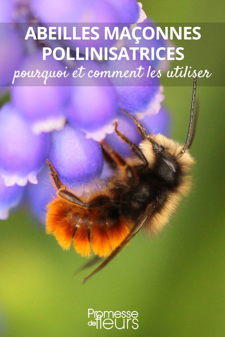 Wildbienen im Garten