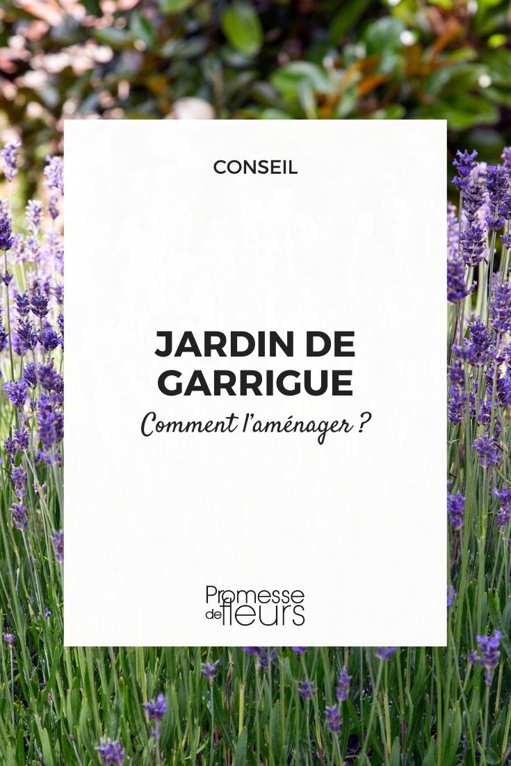 Wie gestaltet man einen Garten in einer Garigue-Landschaft? Einen Garten im Garigue-Stil gestalten