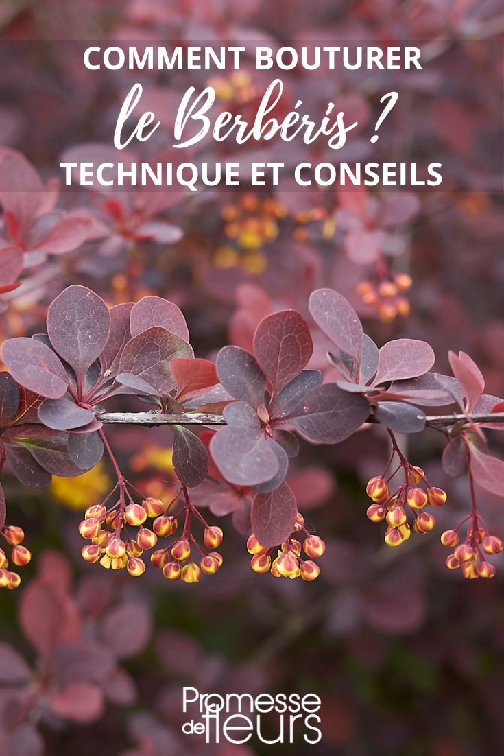Berberis-Stecklinge