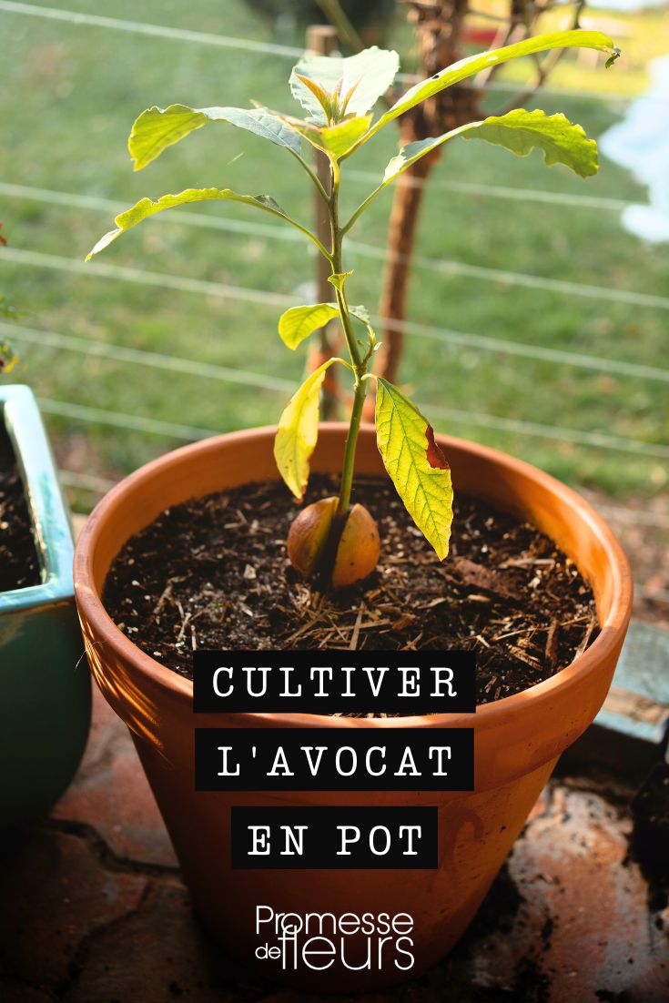 Avocado im Topf kultivieren