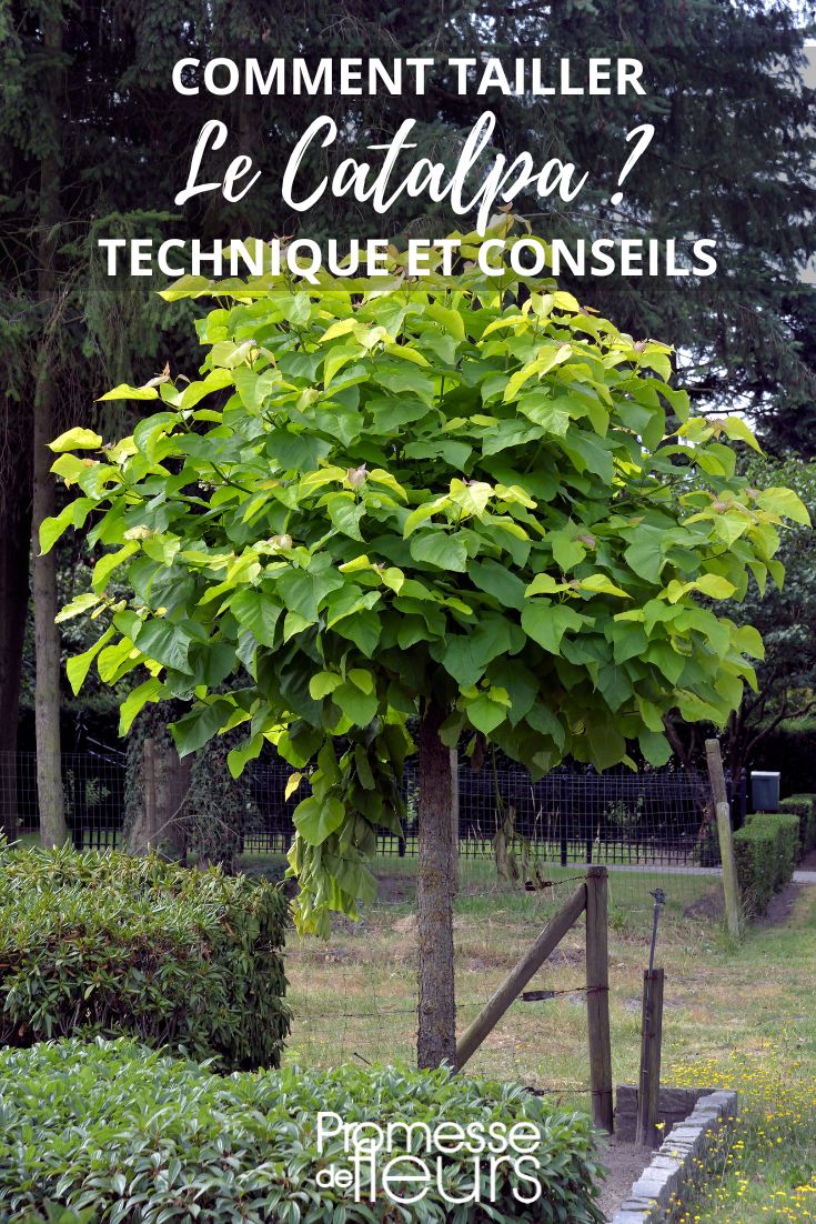 Größe des Catalpa