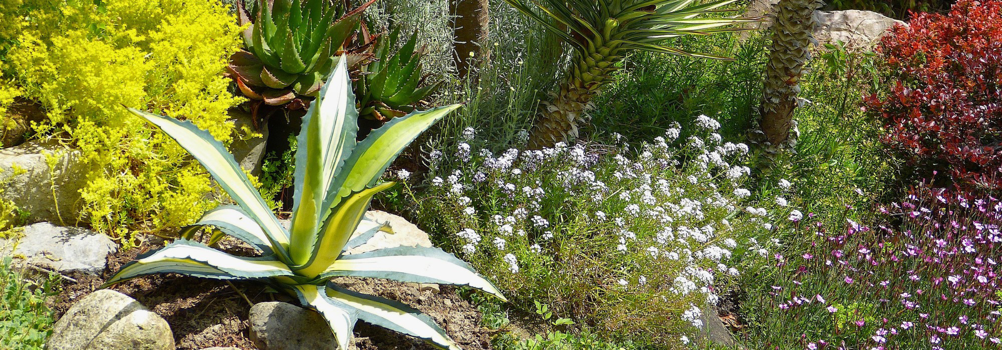 Garten an den Klimawandel anpassen: geeignete Pflanzen und Methoden