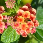 Lantana im Topf kultivieren