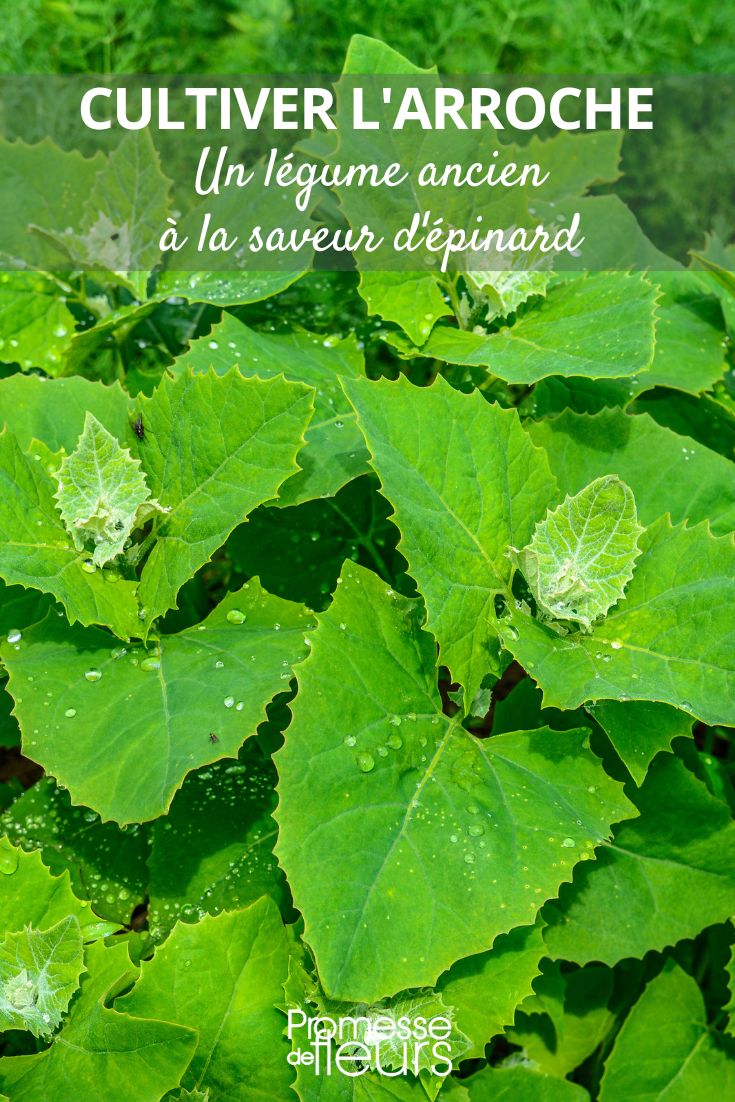 Grüner Gartenmelde