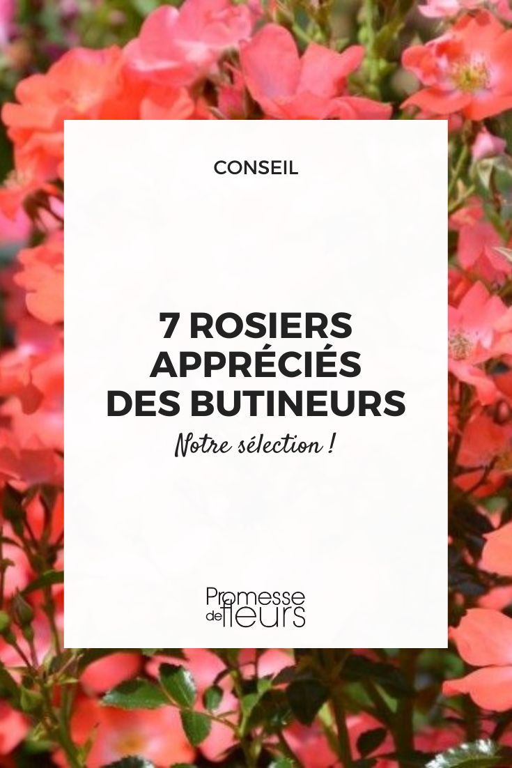Rosie 'Isalia®'