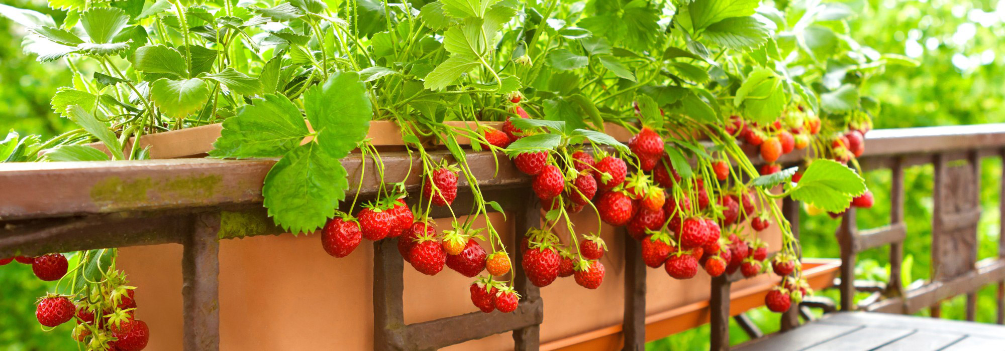 Erdbeeren anbauen: beste Platzspar-Ideen
