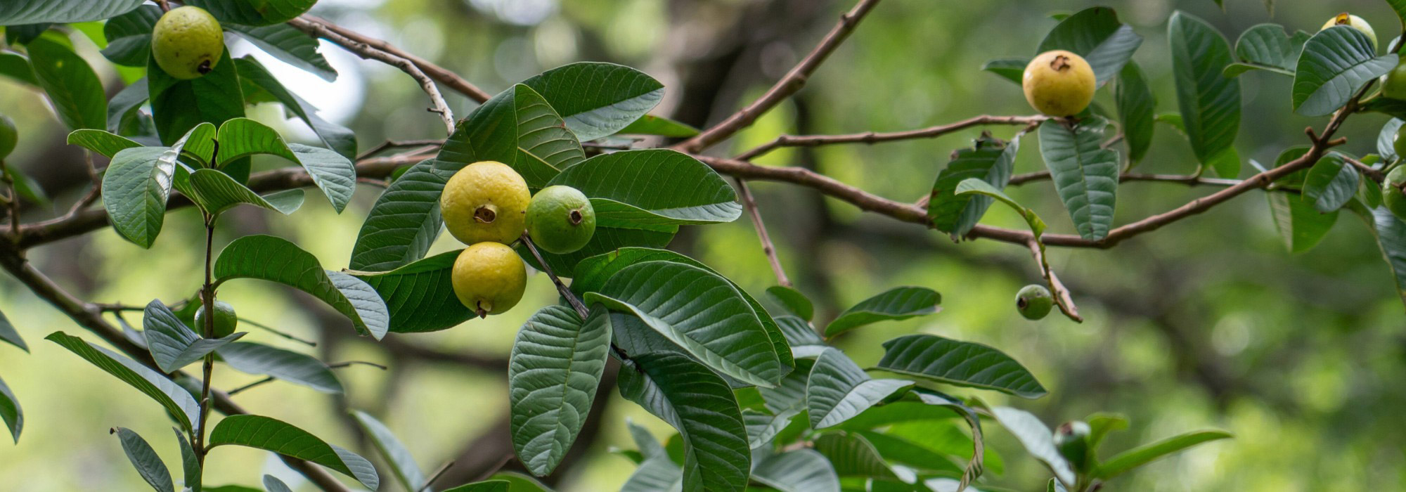 5 exotische Obstbäume für Frankreich
