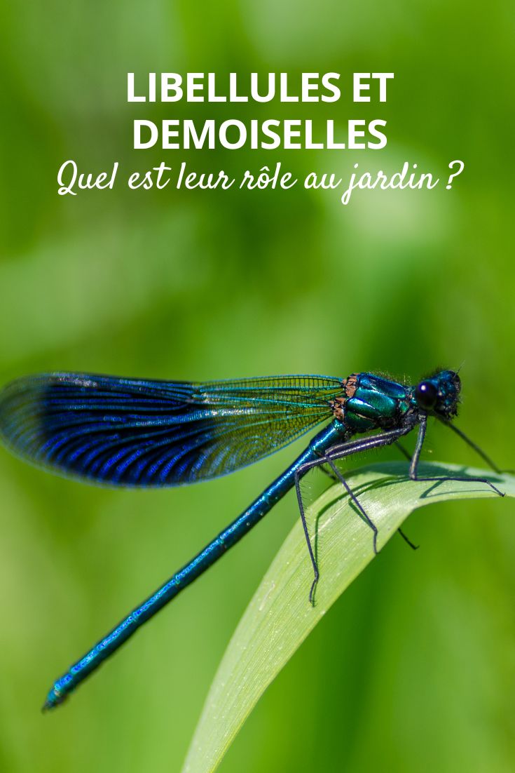 Blaue Libelle im Garten