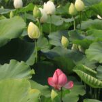 Nelumbo - Lotus: pflanzen, pflegen und vermehren