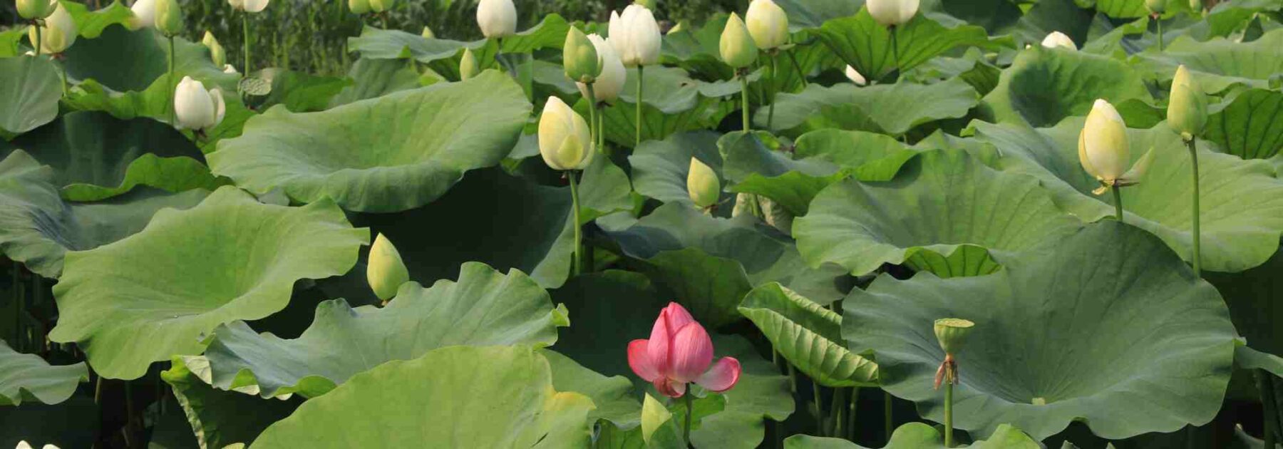 Nelumbo - Lotus: pflanzen, pflegen und vermehren