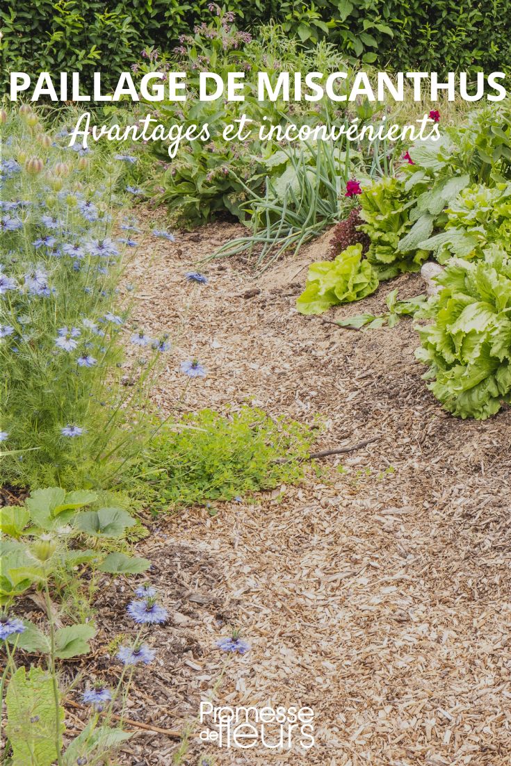 Miscanthus-Mulch