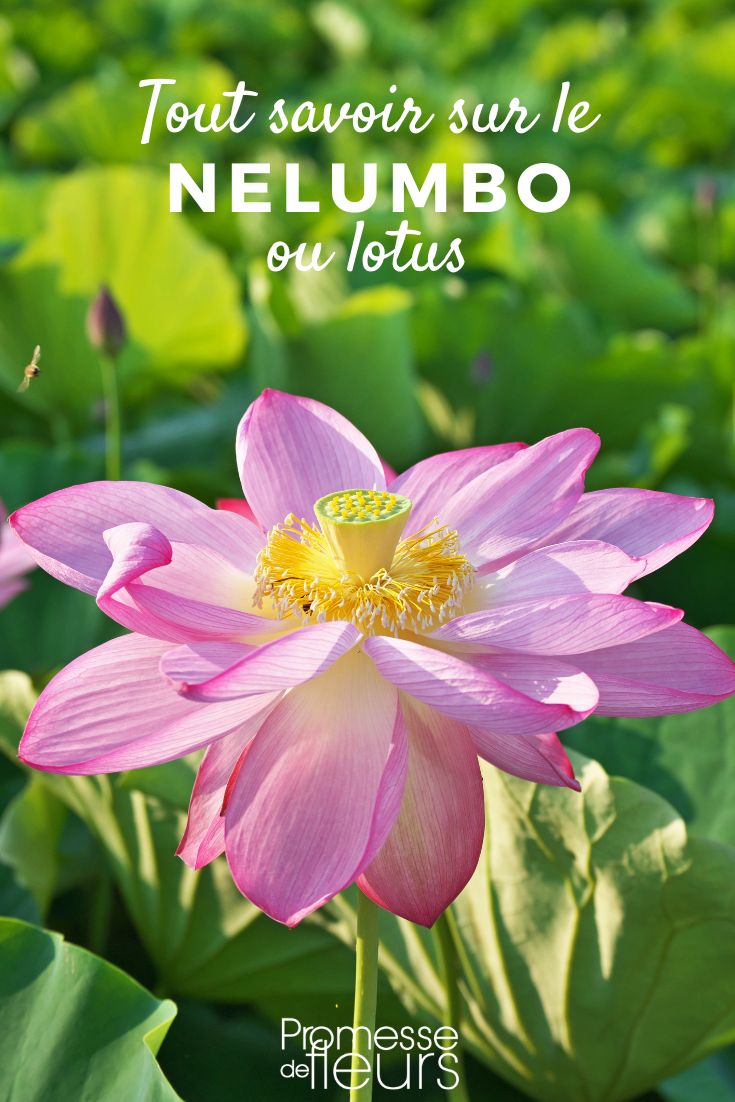 Nelumbo: Pflanzen, Pflege und Kultivierung