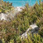Meeresbohne - Meeresspargel: Pflanzen, Pflegen und Ernten