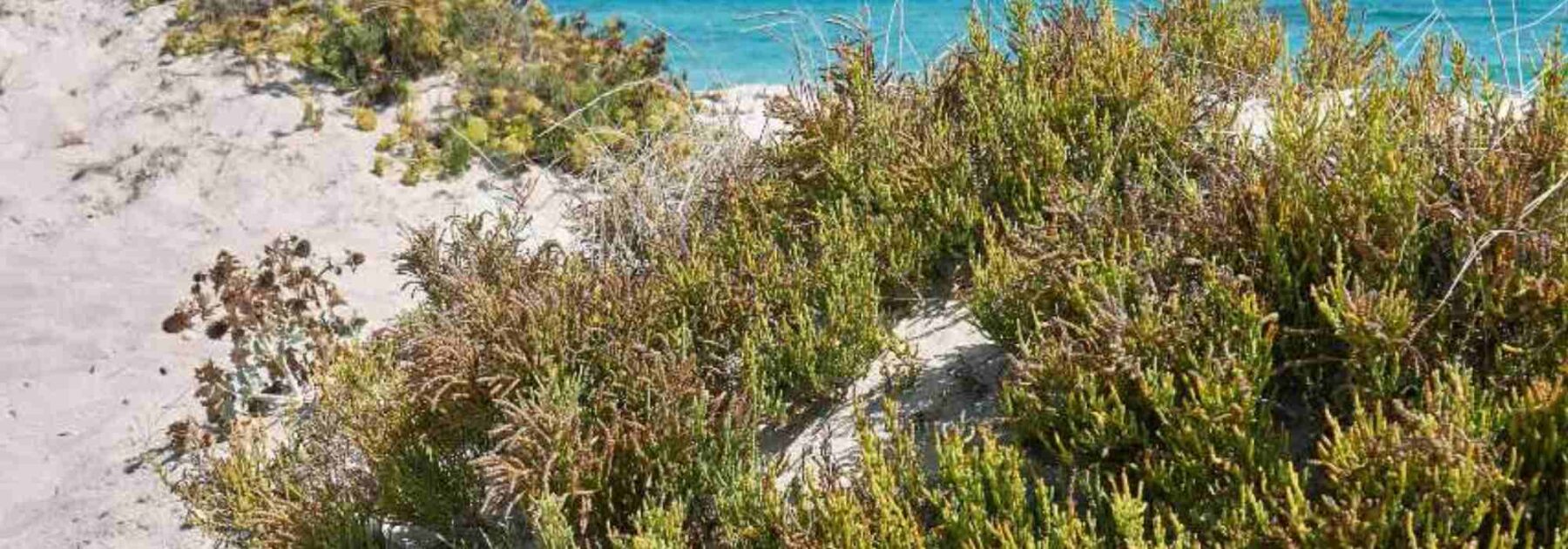 Meeresbohne - Meeresspargel: Pflanzen, Pflegen und Ernten