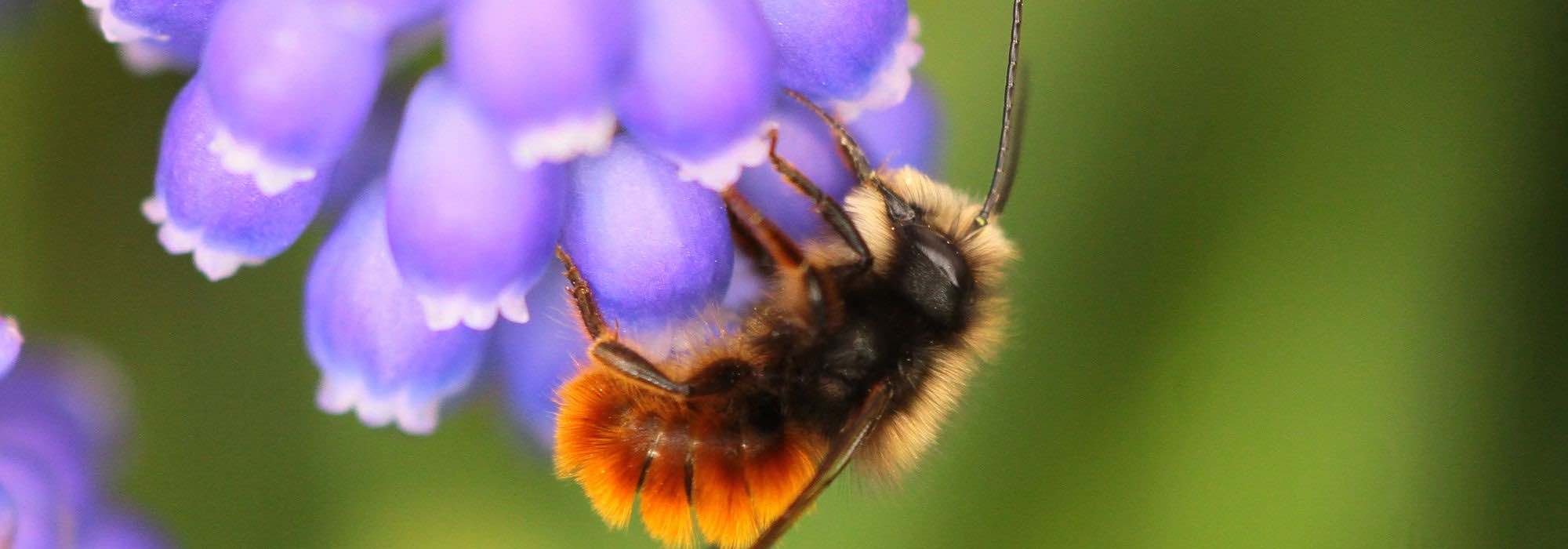 Mauerbienenkokons im Garten nutzen: Warum und wie?